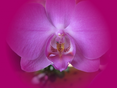Orchidee in pink