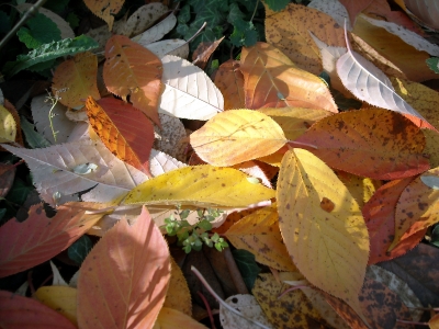 Herbstnachmittag