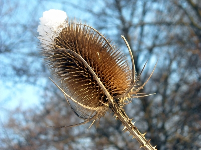 Distel mit Mütze