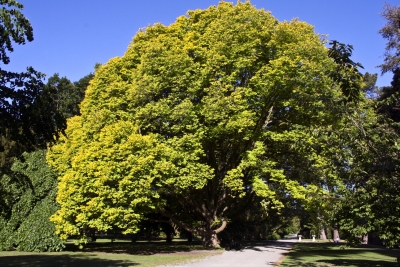 Gigantischer Baum