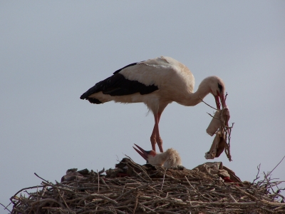 Ein Nest aus Müll (Südmarokko)