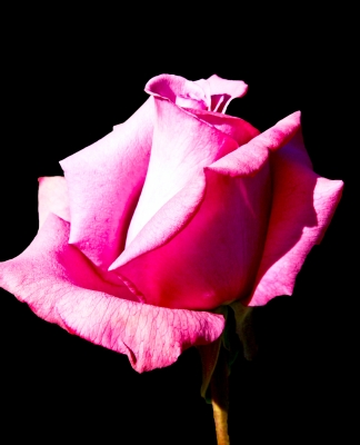 Rose für die Dame