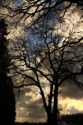 Zweige im Abendlicht 1