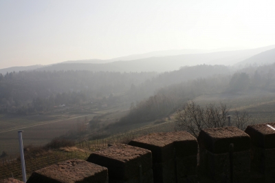 Landschaft mit Weinbergen in der Pfalz