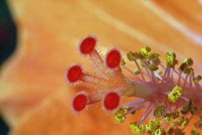 Das Innere einer Hibiscusblüte