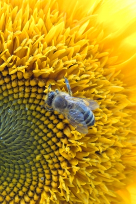 Biene auf Sonnenblume