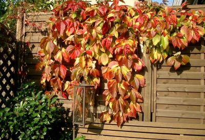 Herbstliche Färbung