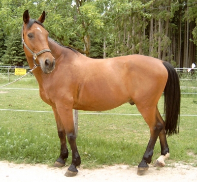 Mein Pferd (Trakehner) mit 19 Jahre alt :-)
