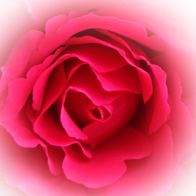 Portrait einer Rose 2