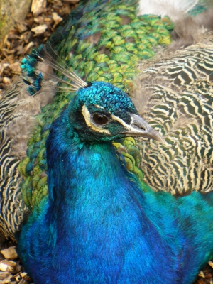 Pfau