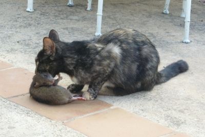 Mutige Katze auf Mallorca