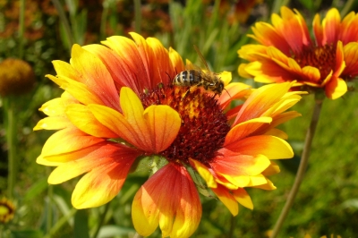 Kokardenblume mit Besucher