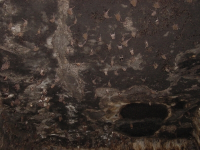Fledermäuse in den Höhlen von Ajanta (Indien)