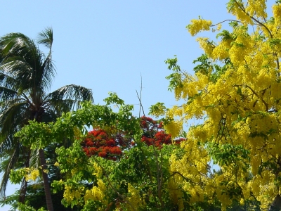 Karibische Blütenpracht