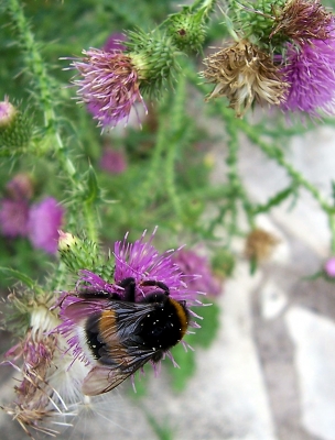 Hummel auf Distel