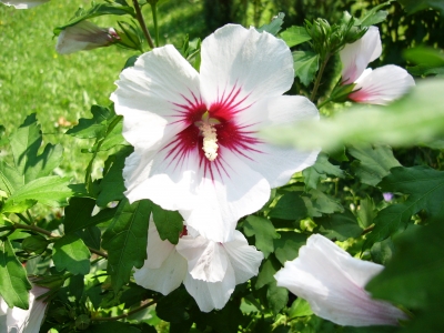 Hibiskus 3