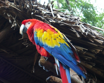 Papagei ( Ara ) fotografiert in Guatemala