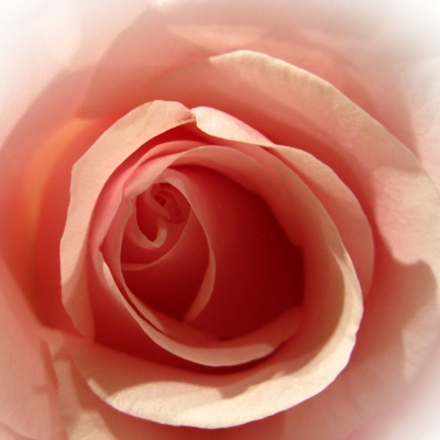 Portrait einer Rose 5