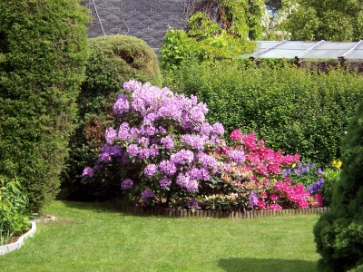 Rhododendron