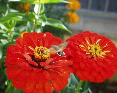 Studentenblume mit Taubenschwänzchen