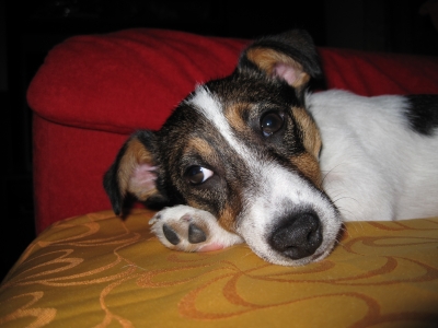 Jack Russel Welpe