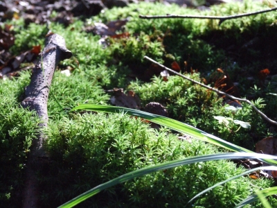 Waldboden / forrest soil