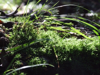 Waldboden / forrest soil