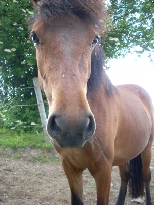 Pony auf der Koppel