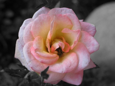 Auch die Schönheit einer Rose ist vergänglich
