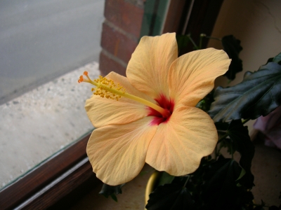 Hibiscus im Fensterbrett