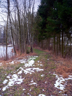 Der Waldweg