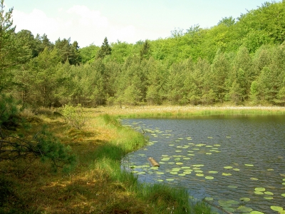 Mümmelkensee auf Usedom 2