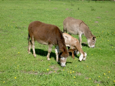 Esel und Ziege