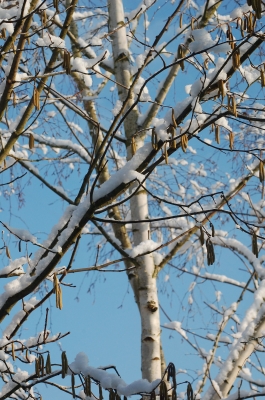 Schnee, der auf Birken fällt