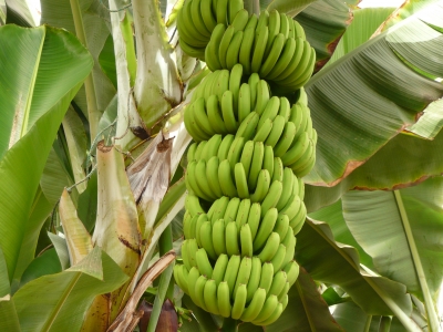 Bananenstaude 1