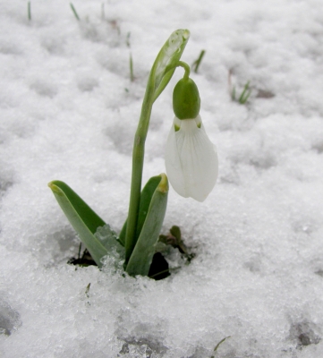 Neues Leben unter der Schneedecke_1