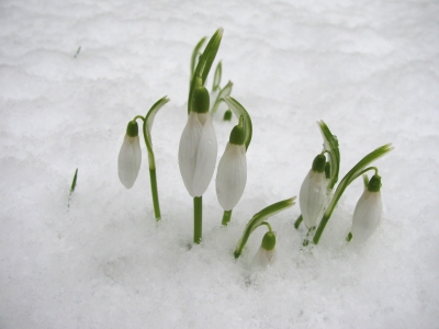 Neues Leben unter der Schneedecke_3