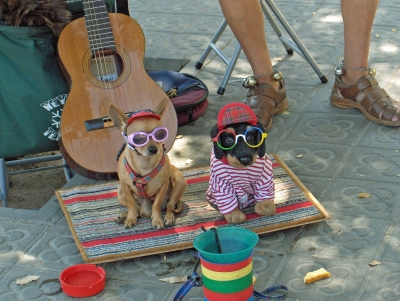 Musikalische Hunde