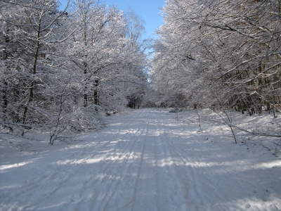 Winterlicher Grunewald 1