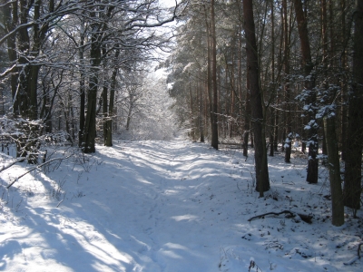 Winterlicher Grunewald 2