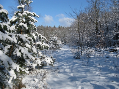 Winterlicher Grunewald 3