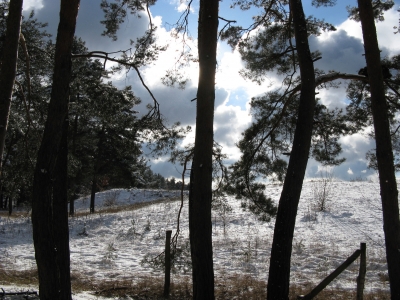 Winterlicher Grunewald 4