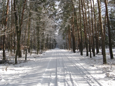 Winterlicher Grunewald 5