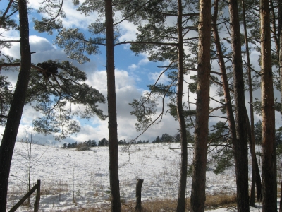 Winterlicher Grunewald 12