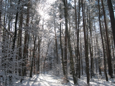 Winterlicher Grunewald 7