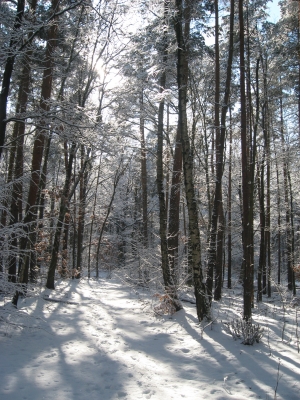 Winterlicher Grunewald 8