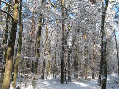 Winterlicher Grunewald 9