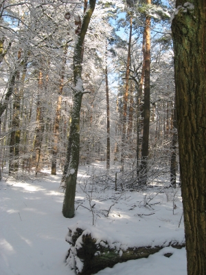 Winterlicher Grunewald 10