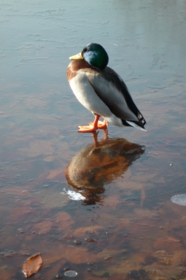 Ente auf gefrorenem See