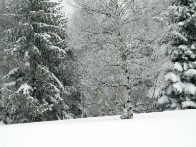 Birke im Schneetreiben